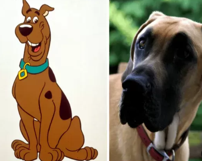 Is Scooby Doo a Great Dane