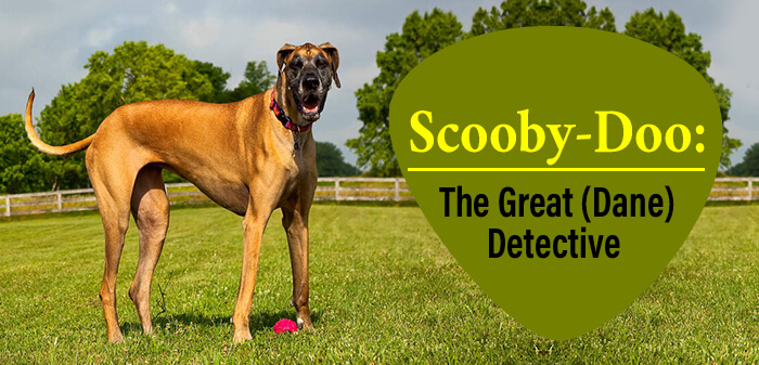 Is Scooby Doo a Great Dane